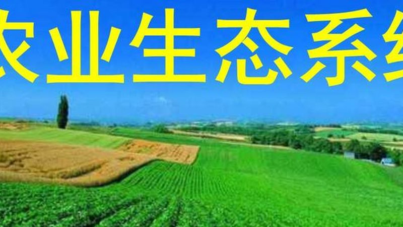 粮食种植高产的关键：田间管理步骤全解析
