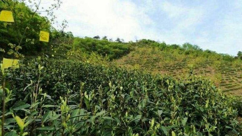 露天种植桃树防病技巧解析