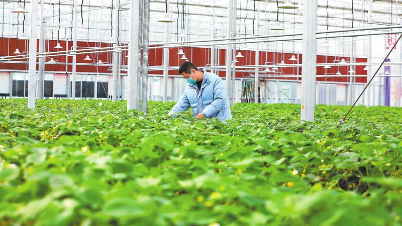北京绿色食品公司资质揭秘：标准解读与认证要点