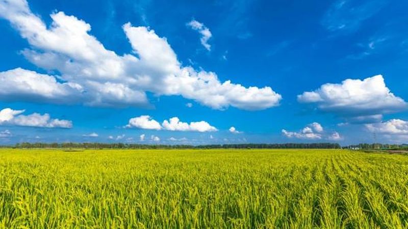 大棚蔬菜病虫害具有以下特点：