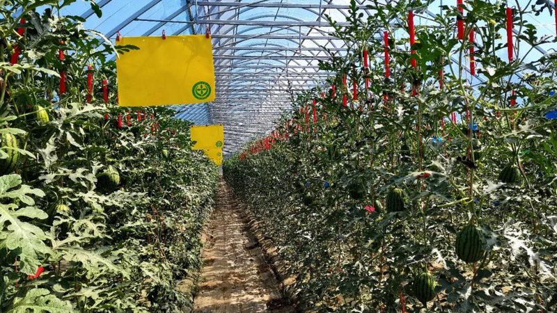 生物农药与化学农药：一场农业保卫战的较量**