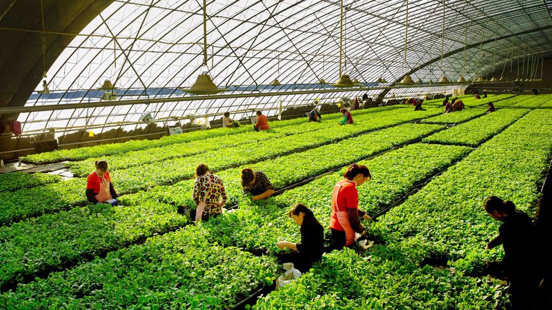 有机蔬菜认证流程：从田间到餐桌的绿色保障