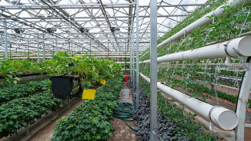 生物防治：农业生态平衡的守护者**