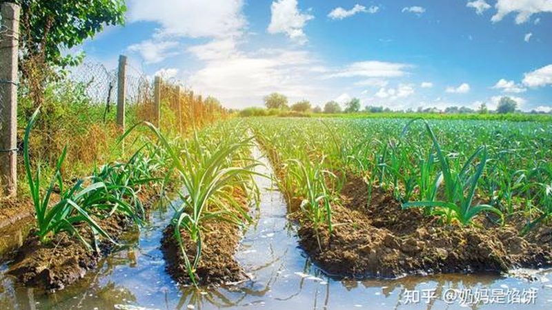 揭秘大棚种植技术，探寻十大品牌背后的奥秘
