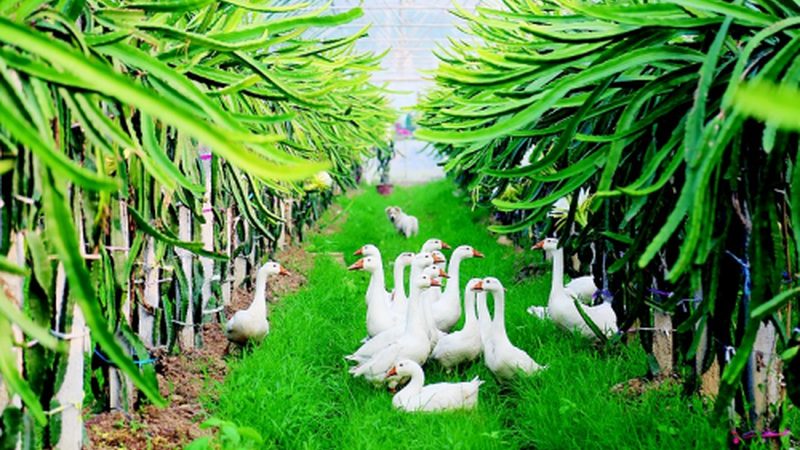 选址关键：揭秘农业公司粮食种植基地的黄金法则**